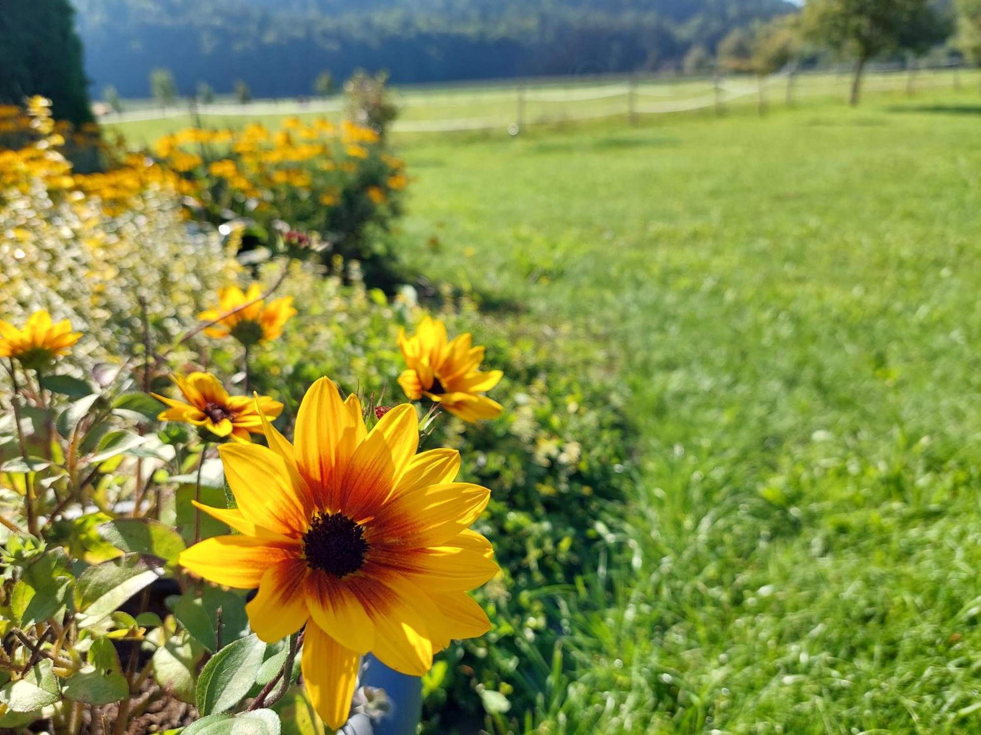 Die Sonnenblume Sankt Kanzian am Klopeiner See Kültér fotó